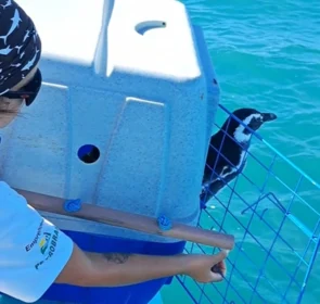 FAUNA NEWS Pinguins-de-magalhães retornam à vida livre em Santa Catarina