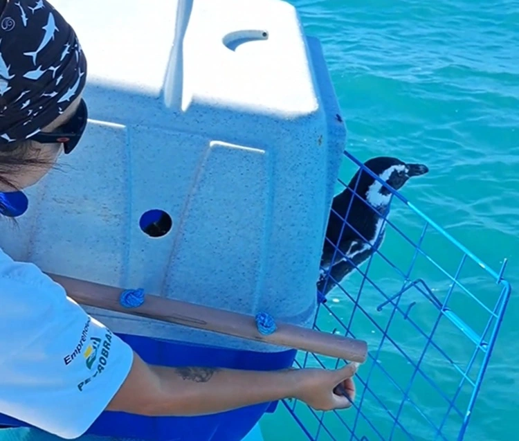 FAUNA NEWS Pinguins-de-magalhães retornam à vida livre em Santa Catarina