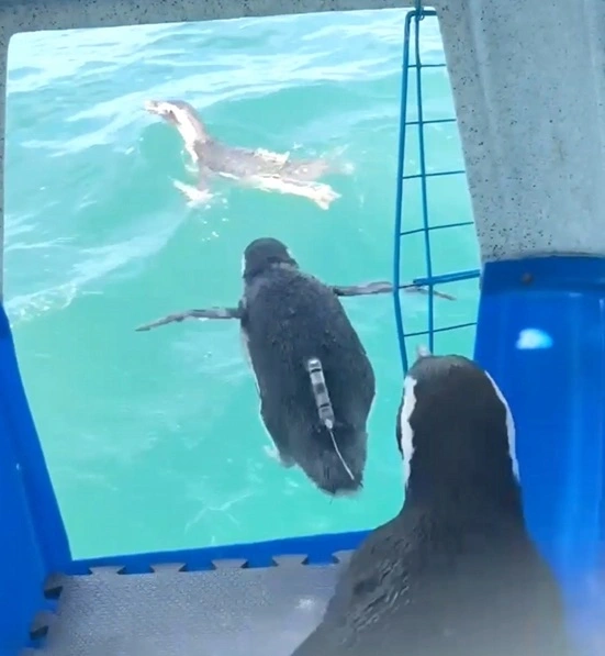 FAUNA NEWS Pinguins-de-magalhães retornam à vida livre em Santa Catarina