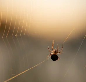 FAUNA NEWS Fio a fio, palavra a palavra: um até logo aracnológico