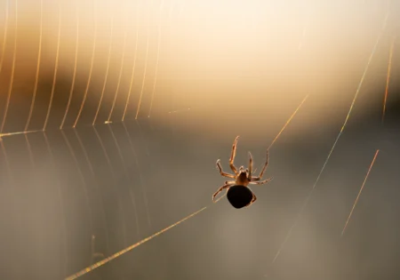 FAUNA NEWS Fio a fio, palavra a palavra: um até logo aracnológico