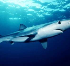 FAUNA NEWS Pesca de tubarão-azul: governo diz regulamentar, ambientalistas condenam