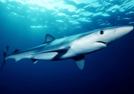 FAUNA NEWS Pesca de tubarão-azul: governo diz regulamentar, ambientalistas condenam
