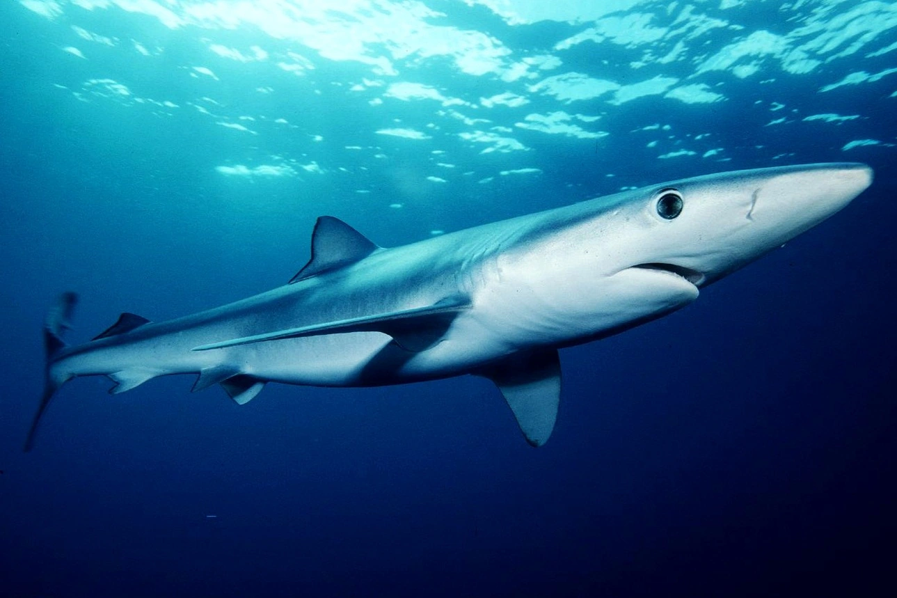 FAUNA NEWS Pesca de tubarão-azul: governo diz regulamentar, ambientalistas condenam