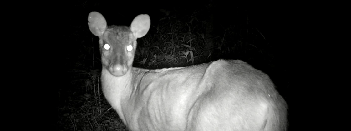 FAUNA NEWS Estudos em rodovias podem revelar grandes descobertas de pequenos mundos: o caso do veado-mão-curta