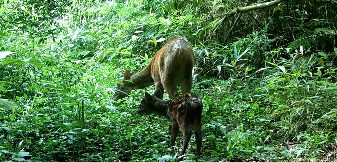 FAUNA NEWS Estudos em rodovias podem revelar grandes descobertas de pequenos mundos: o caso do veado-mão-curta