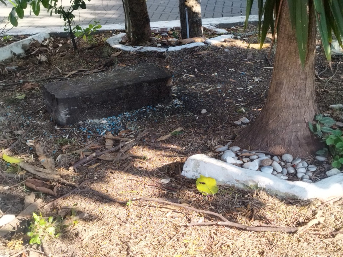 FAUNA NEWS Lixo e veneno: animais silvestres de praça de Taubaté (SP) correm risco de vida