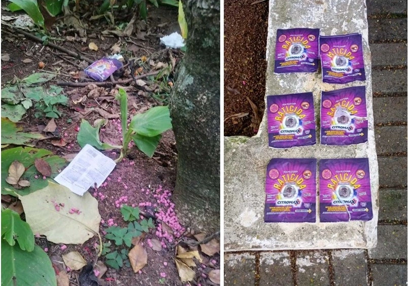 FAUNA NEWS Lixo e veneno: animais silvestres de praça de Taubaté (SP) correm risco de vida