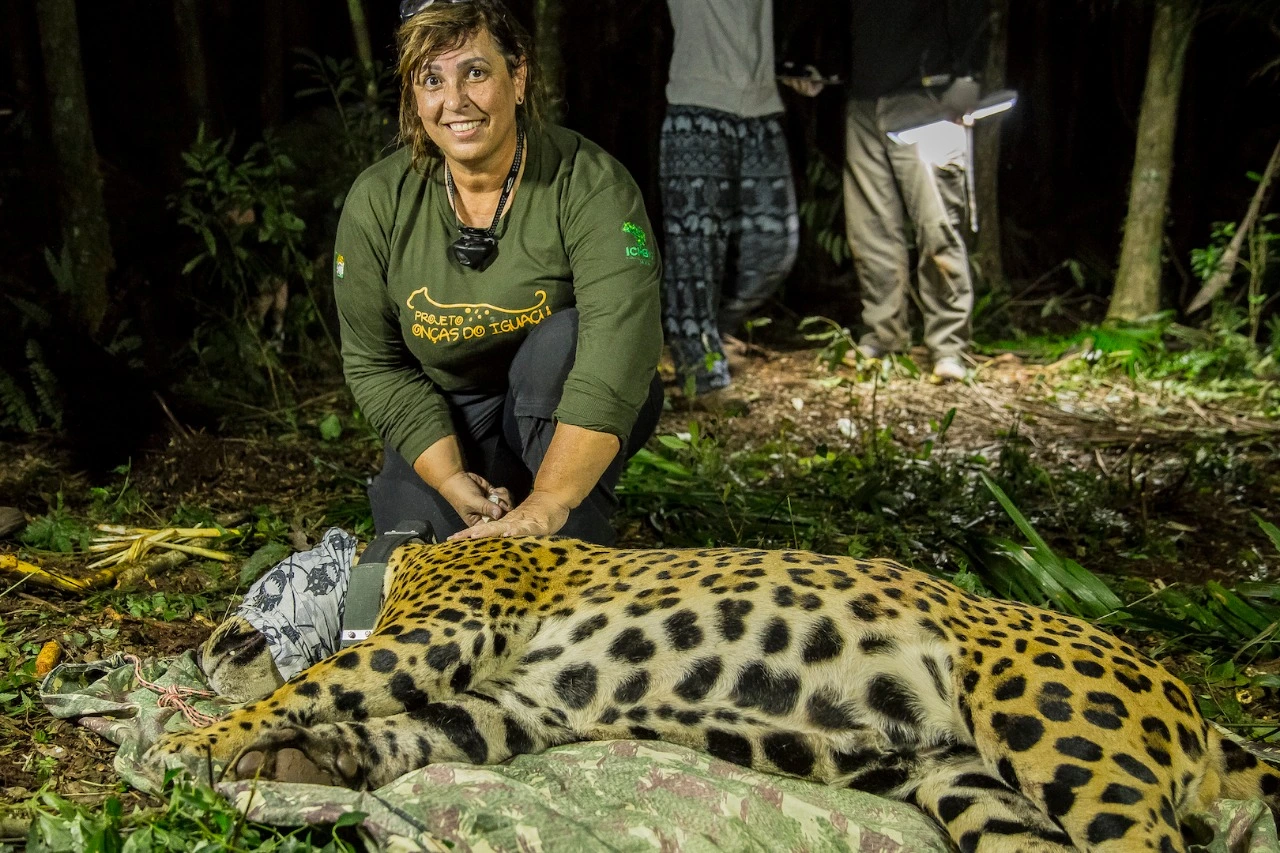 FAUNA NEWS Brasileira ganha prêmio internacional por proteger onças-pintadas